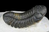 Austerops Trilobite - Nice Eye Facets #181277-1